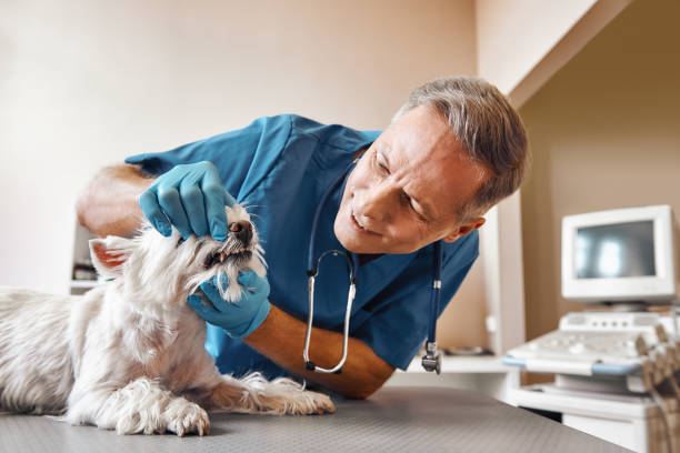 Best Emergency Root Canal Treatment in Vandalia, MO